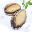 Bào ngư Úc viền đen sống, ngon thượng hạng